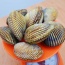 Sò dương sống giá tốt